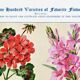 Poster about geraniums, gladioli, godetia, and gypsophila