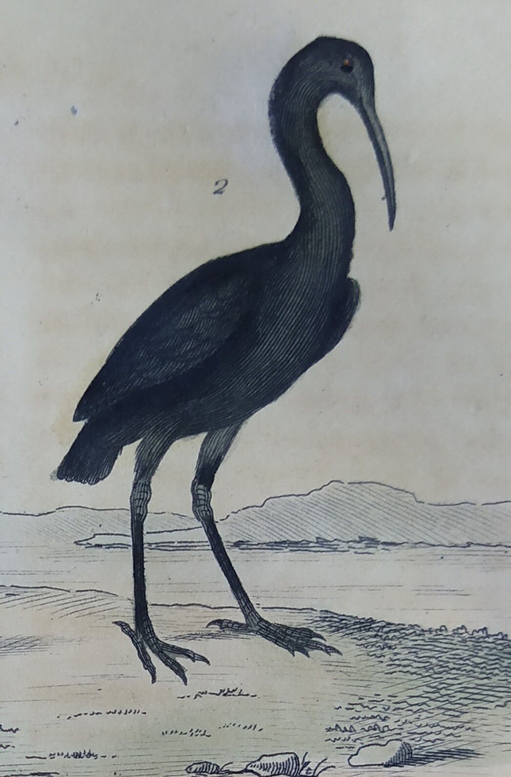 Original ornithological board " Ibis white & black - Curlele - &c... Buffon (1837)