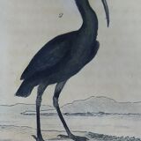 Planche ornithologique originale " Ibis blanc & noir - Courlis - &c... Buffon 1837