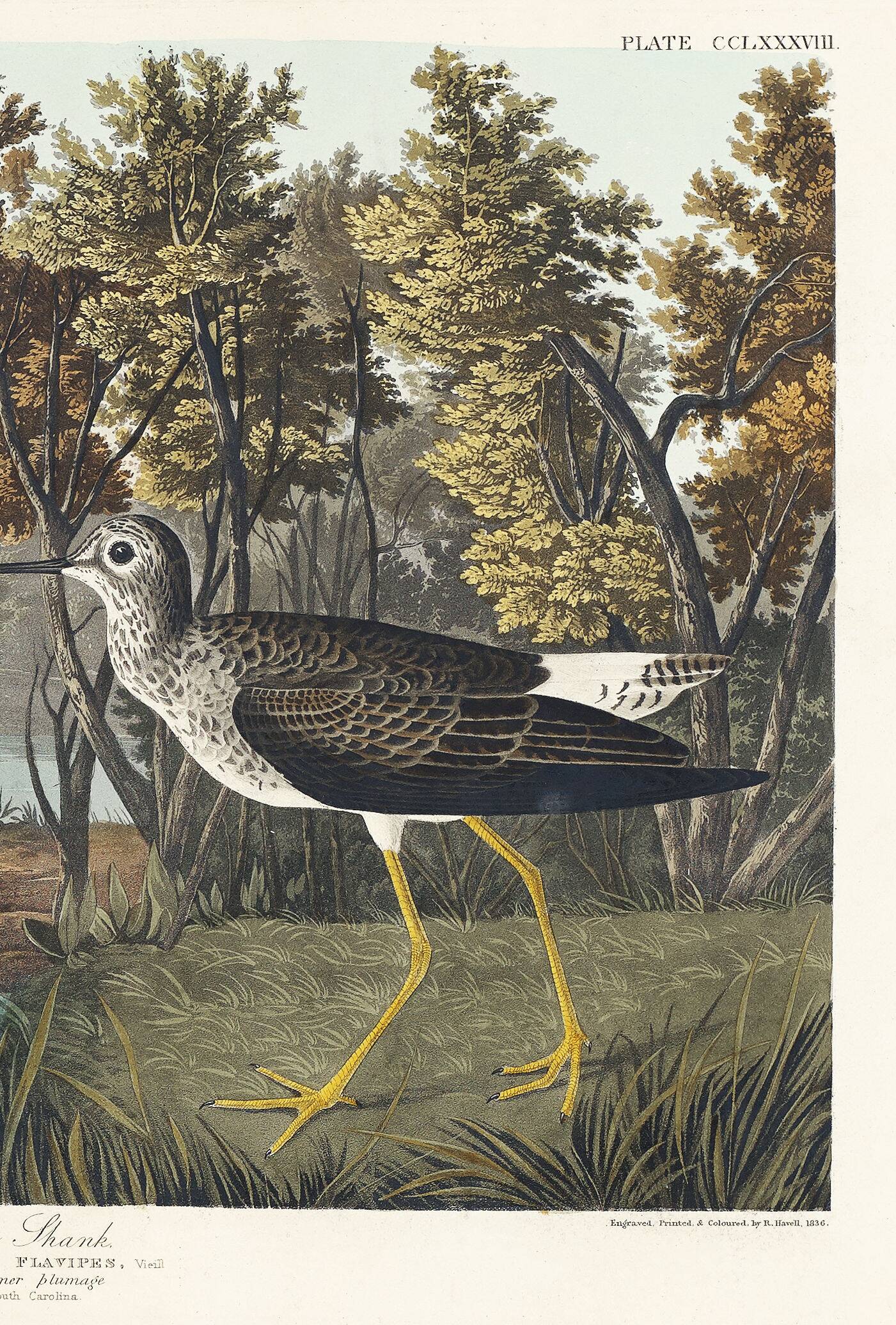 Poster about the Yellow-legged Knight, based on an old engraving