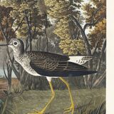 Poster about the Yellow-legged Knight, based on an old engraving