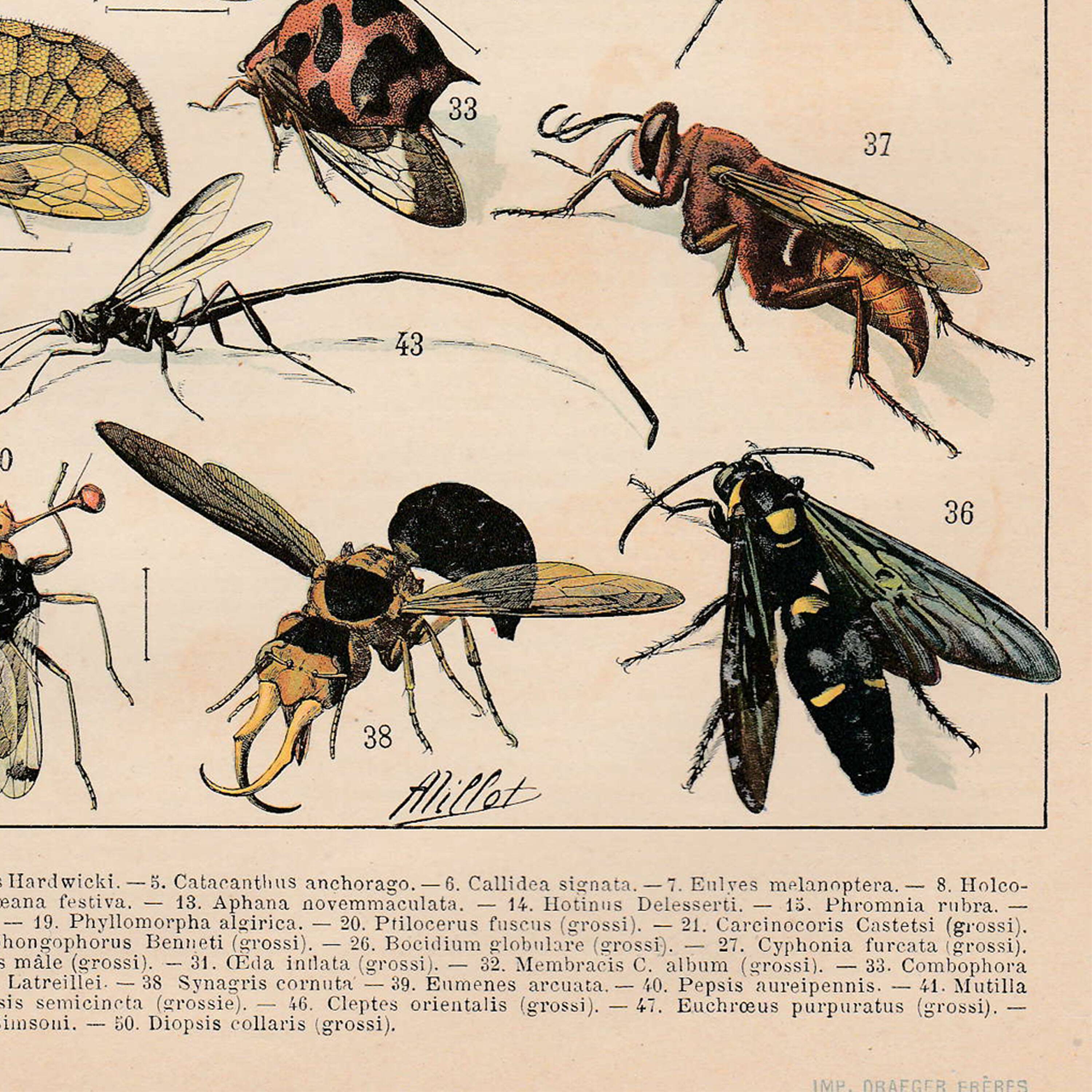 Old plate on insects 1897