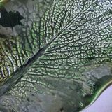 Ceramic dish cabbage leaf shape