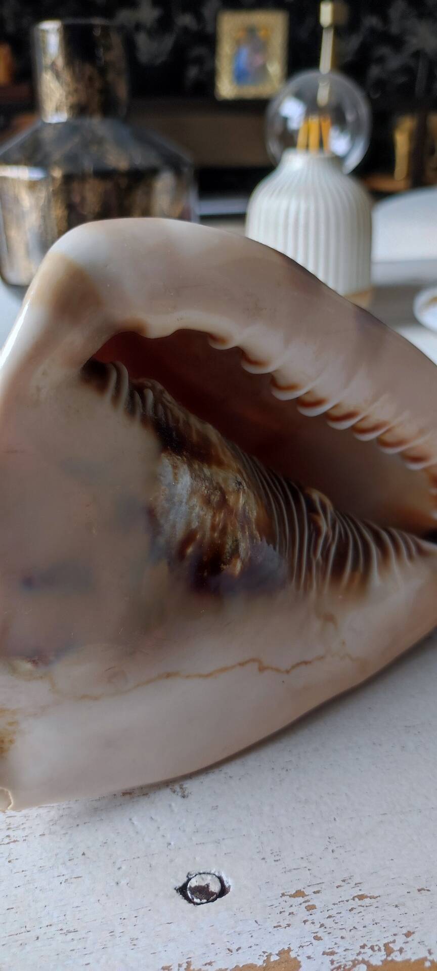 Shell decoration