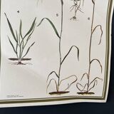 Botanical poster 1970's
