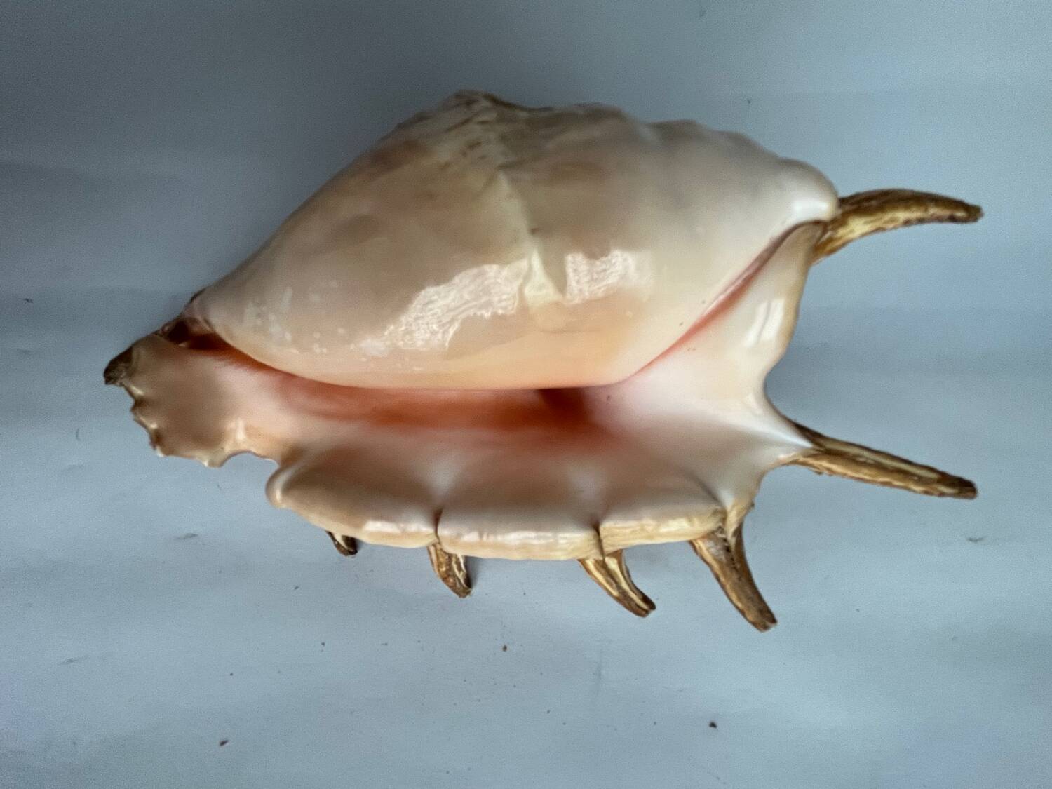 Shell paneling conch