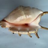 Shell paneling conch