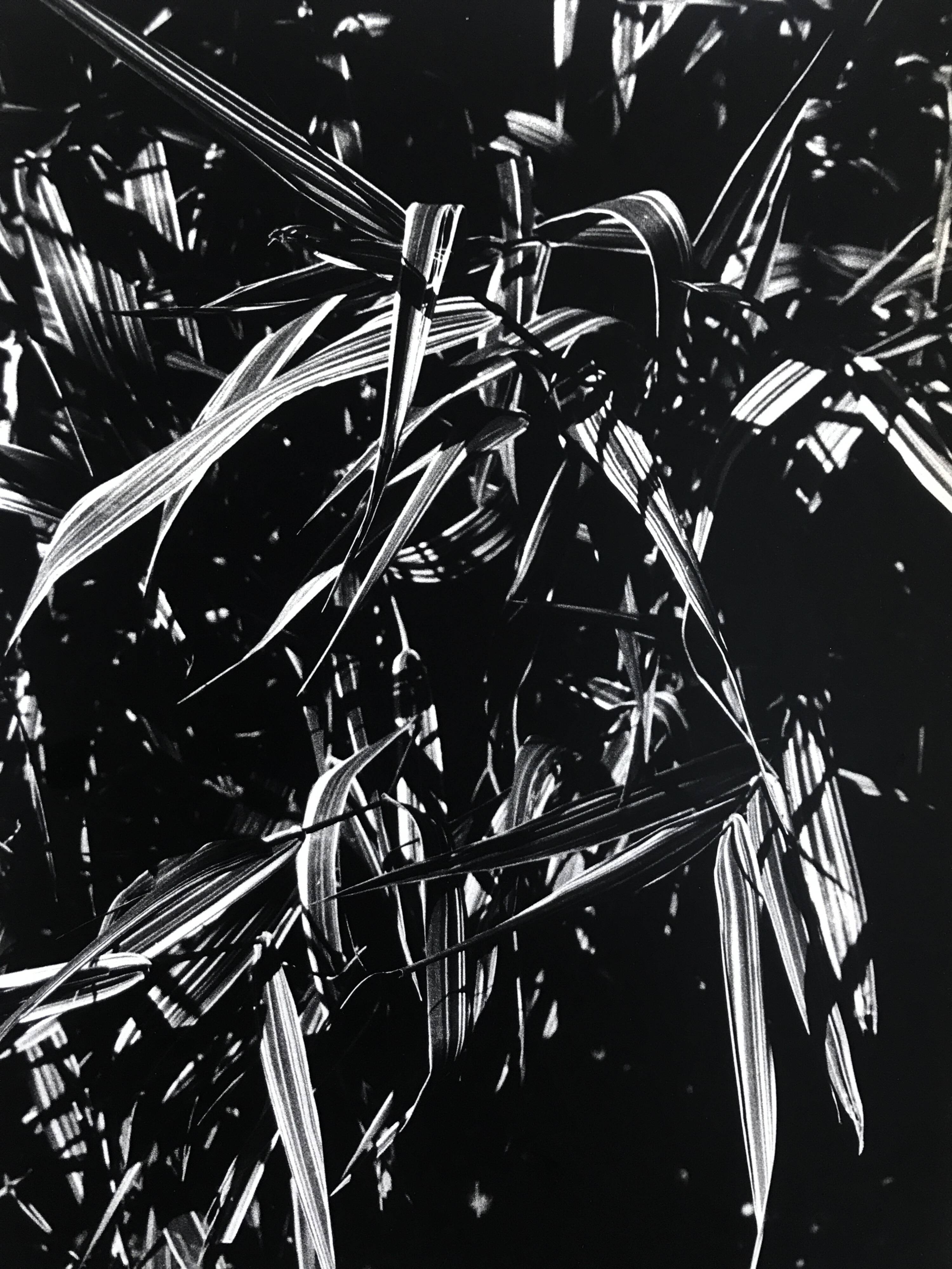 Rosine NUSIMOVICI, Untitled (Poacea I), 1980. Black and white silver print