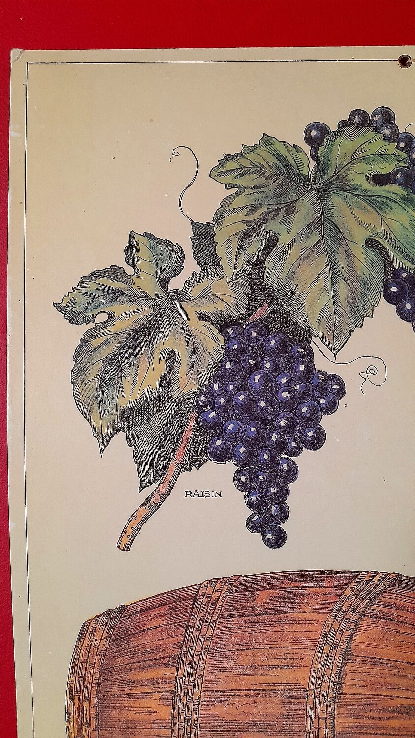 Educational poster Deyrolles Le Vin.