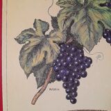 Educational poster Deyrolles Le Vin.