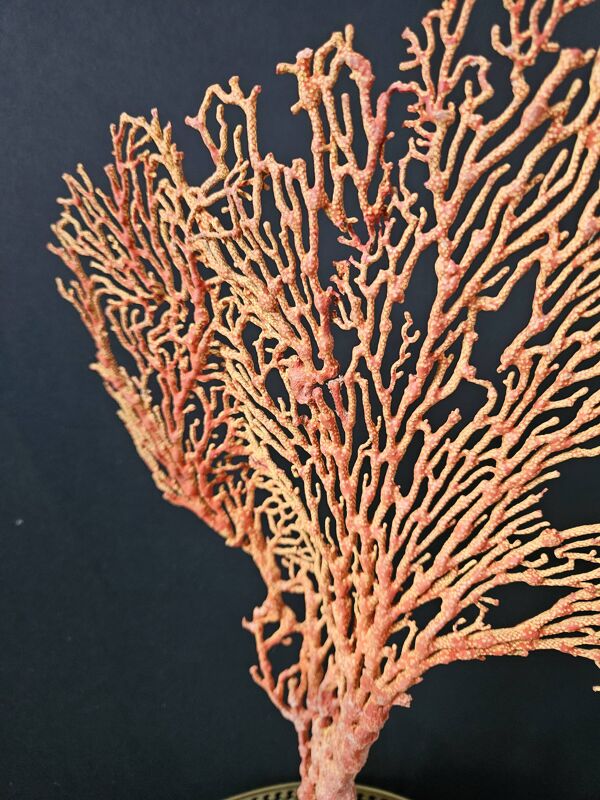 Gorgone Rouge XXL Socle en bois. H : 40 cm   Objet de Décoration Curiosité