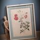Authentic and ancient lithograph of Redouté representing a Bengal rose with bouquets (in a c