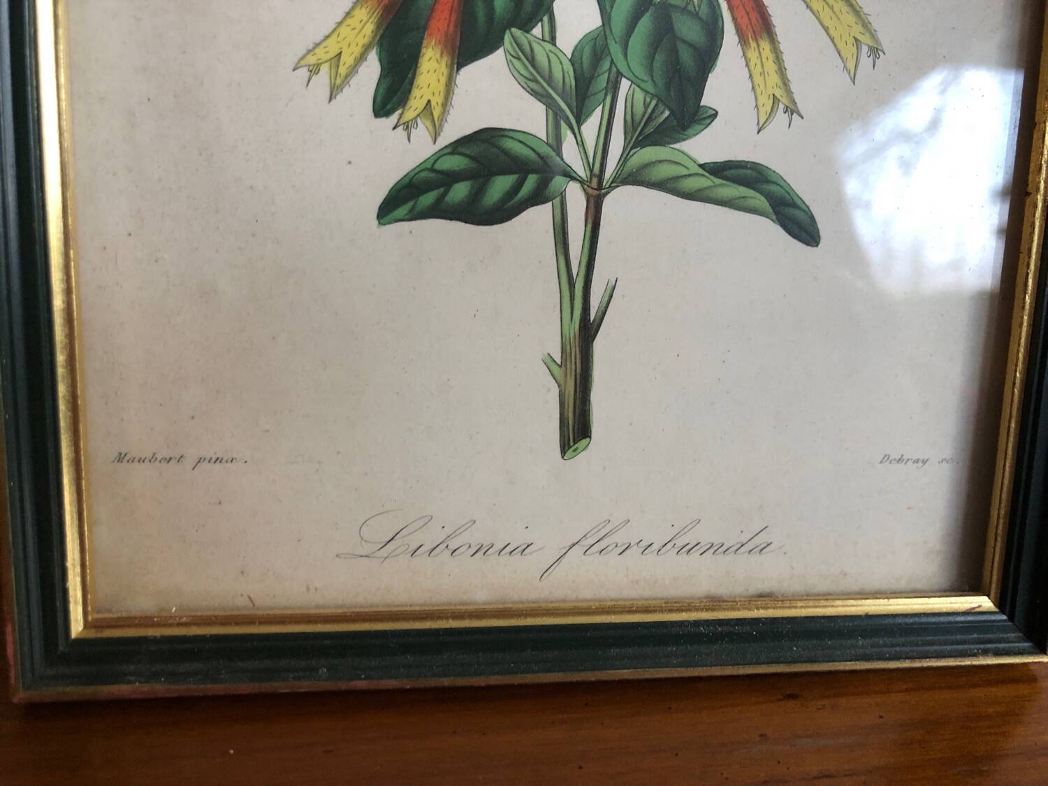 Vintage botanical illustration