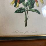 Vintage botanical illustration
