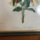 Illustration vintage de botanique