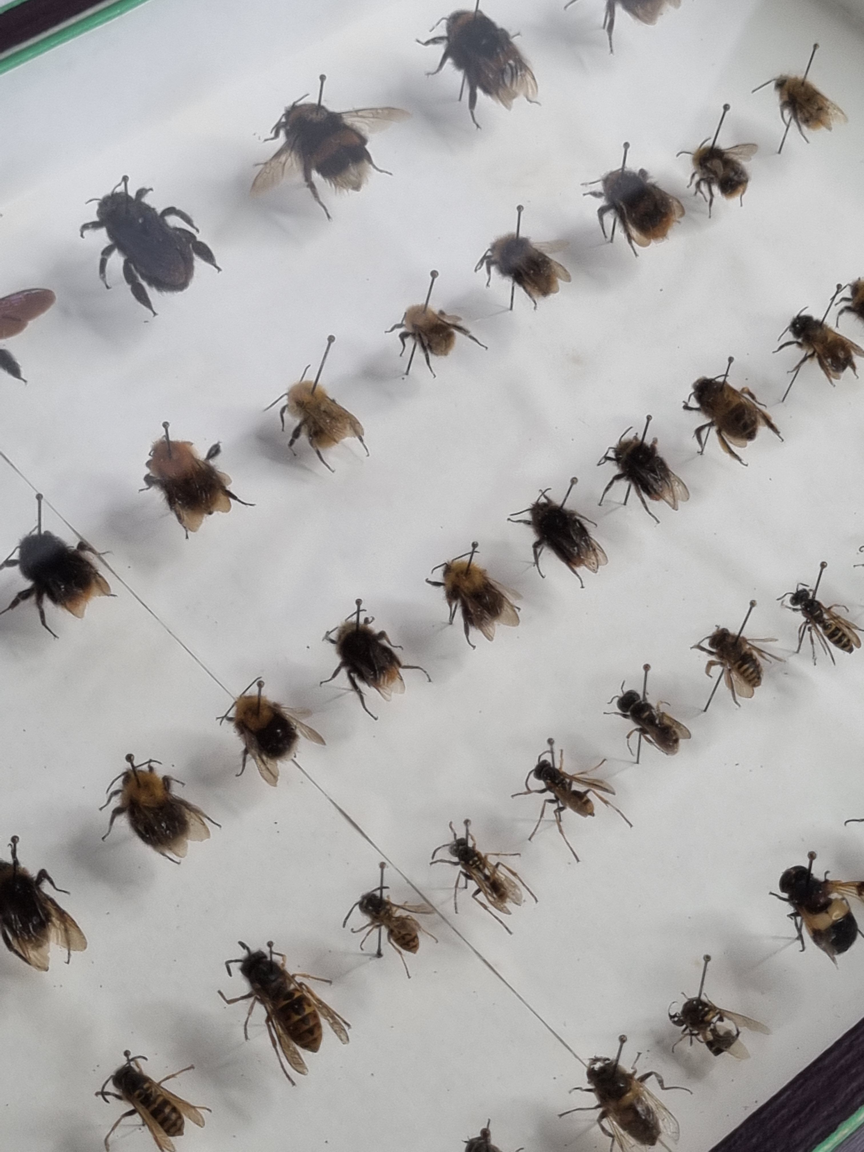 Collection d'entomologiste 67 variétés d'hyménoptères