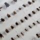 Collection d'entomologiste 67 variétés d'hyménoptères