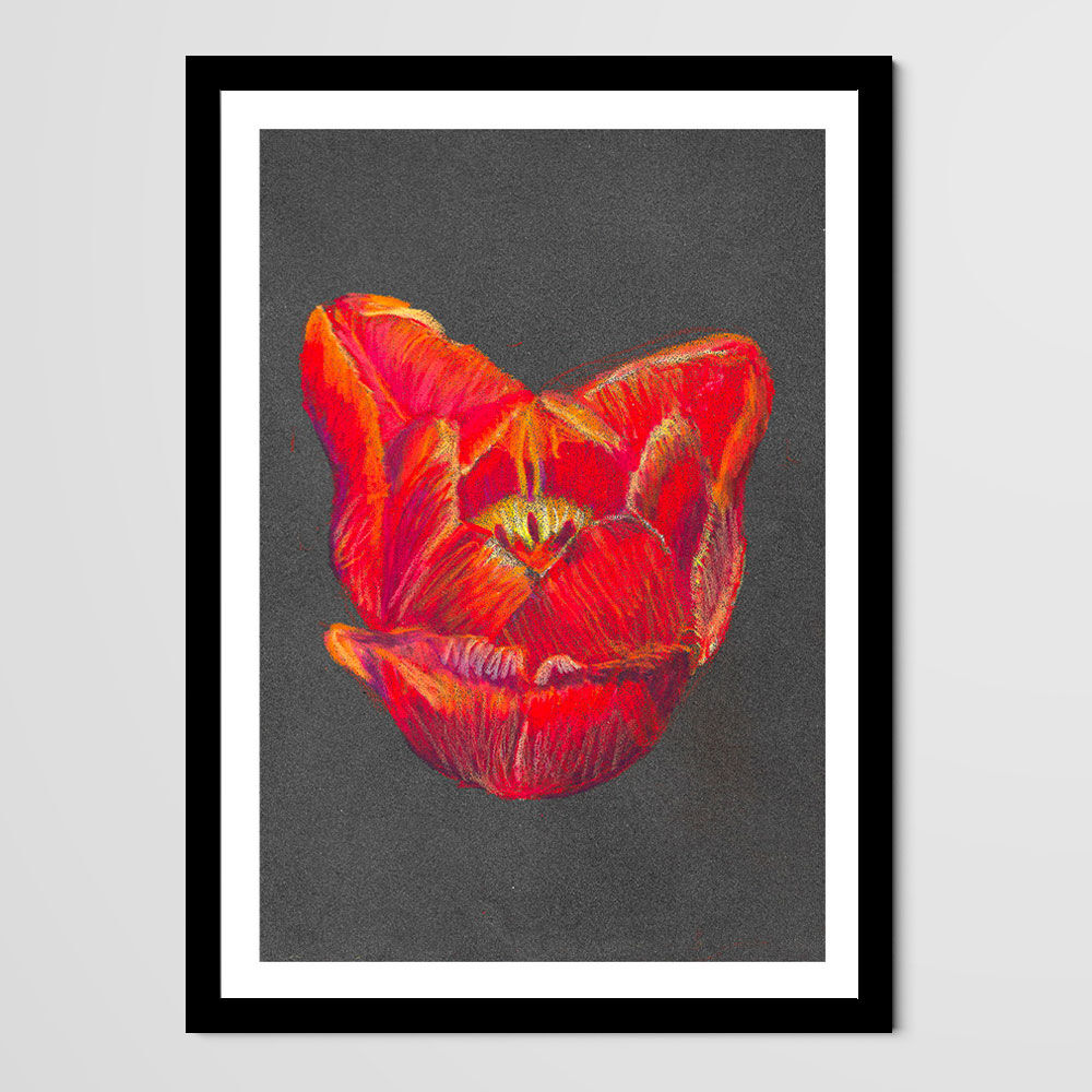 Nature morte - Coeur de tulipe