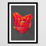 Nature morte - Coeur de tulipe