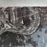 Pompadour fireplace with black marble modillions