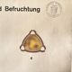 Botanical Poster: Pollination and Fertilisation