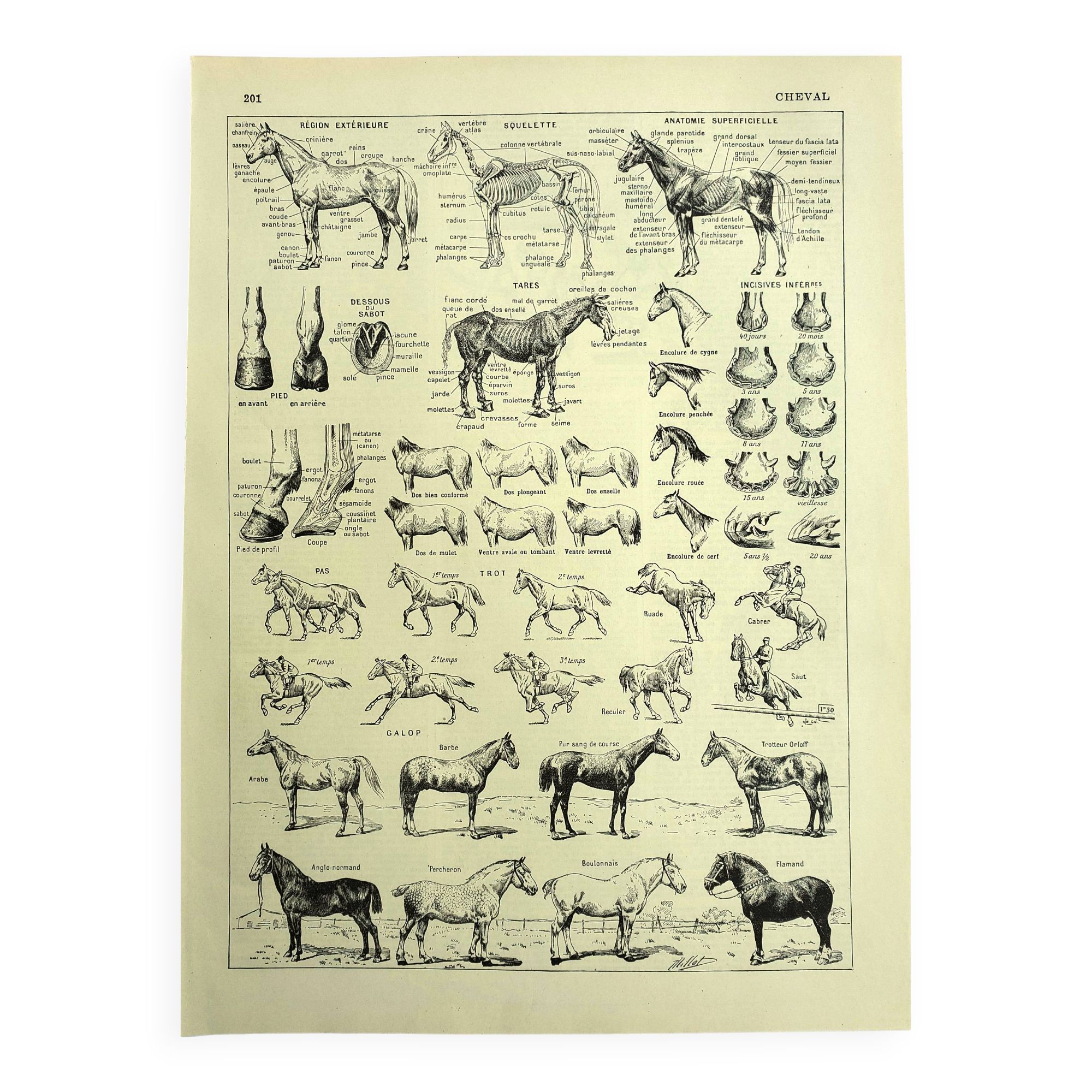 Old engraving 1928 - Horse by A. Millot - vintage equestrian print