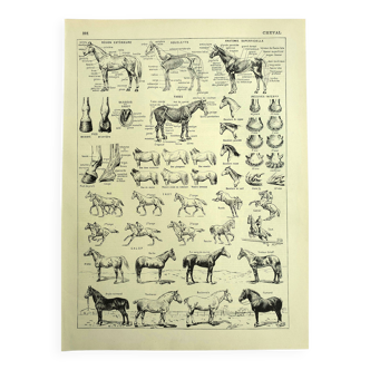 Old engraving 1928 - Horse by A. Millot - vintage equestrian print