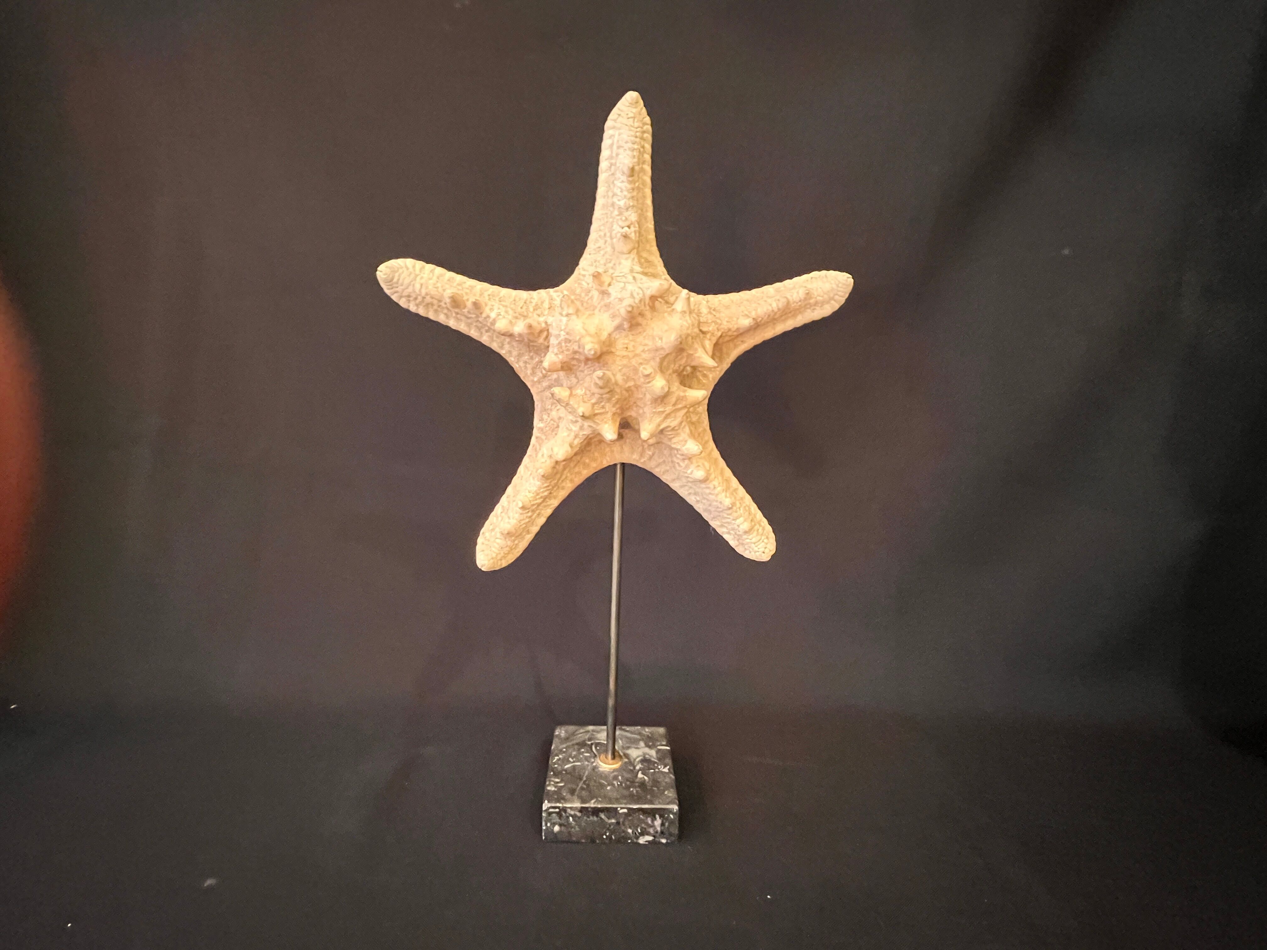 Natural starfish on marble base old cabinet of curiosities vintage shell