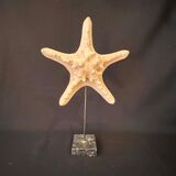 Natural starfish on marble base old cabinet of curiosities vintage shell