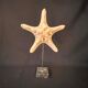 Natural starfish on marble base old cabinet of curiosities vintage shell