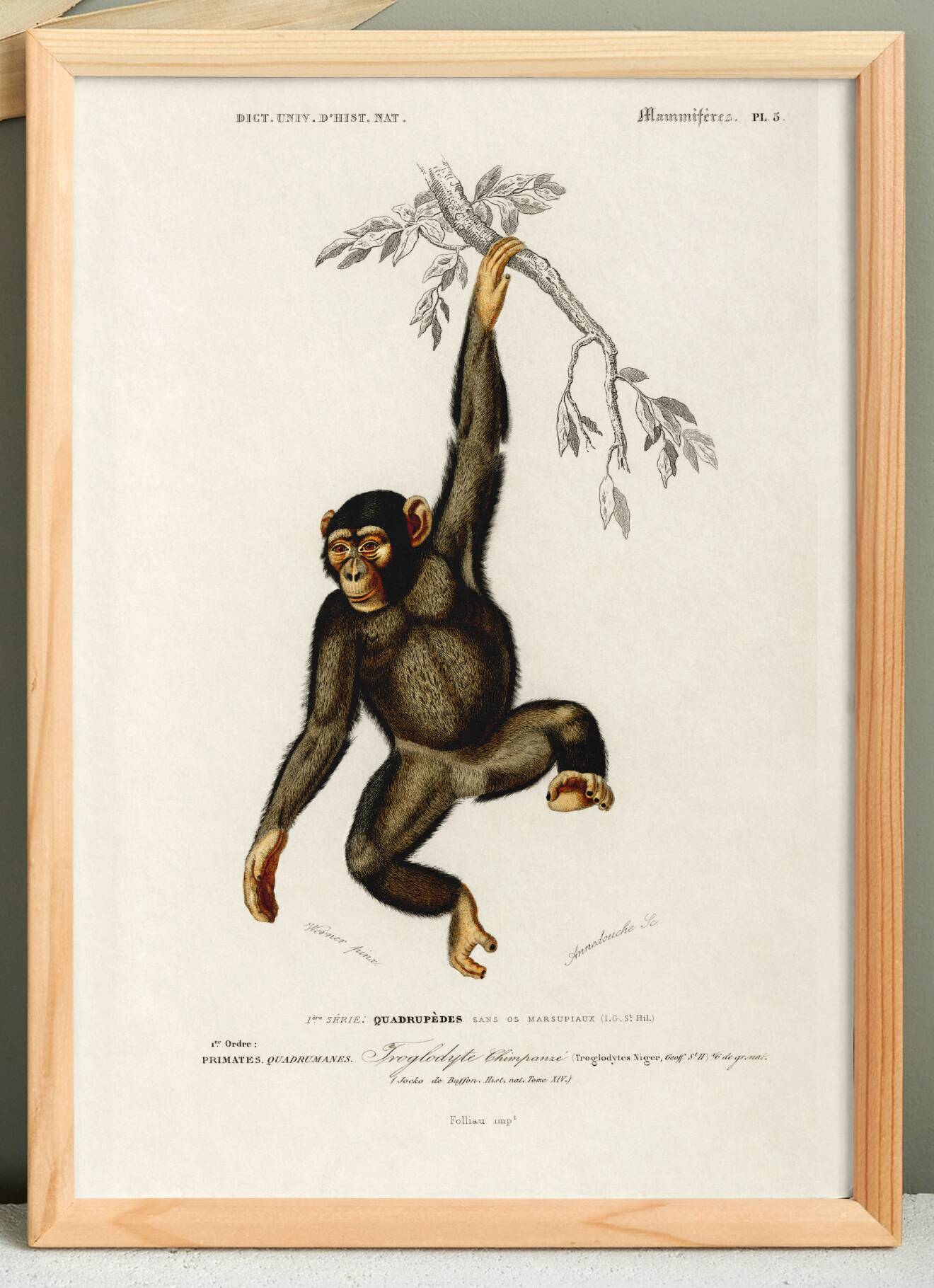 Poster about the chimpanzee, based on an old engraving from 1849.