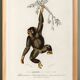 Poster about the chimpanzee, based on an old engraving from 1849.
