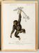 Poster about the chimpanzee, based on an old engraving from 1849.