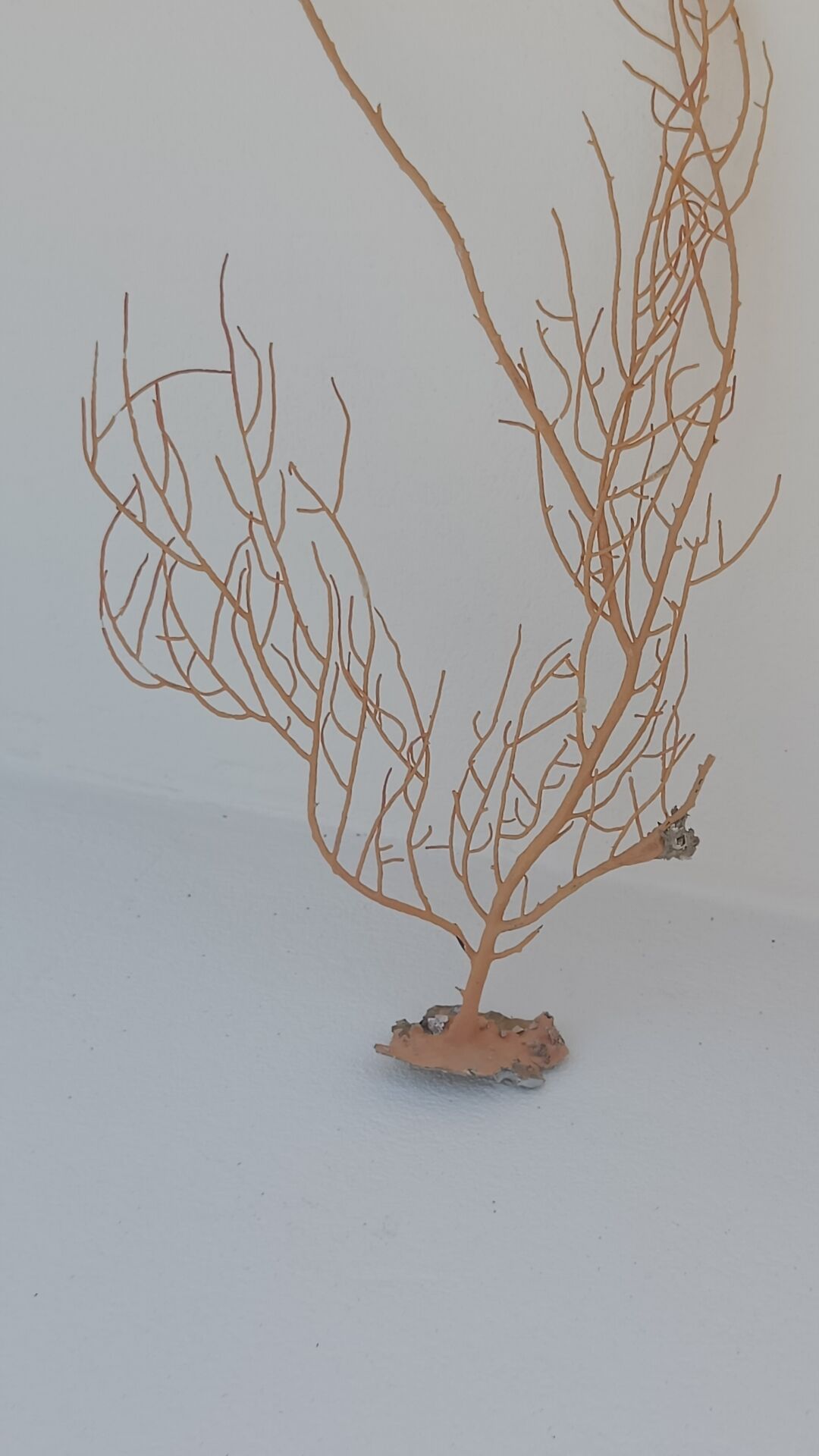 Gorgonian coral