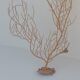Gorgonian coral