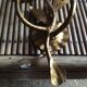 Wall lamp in gold metal