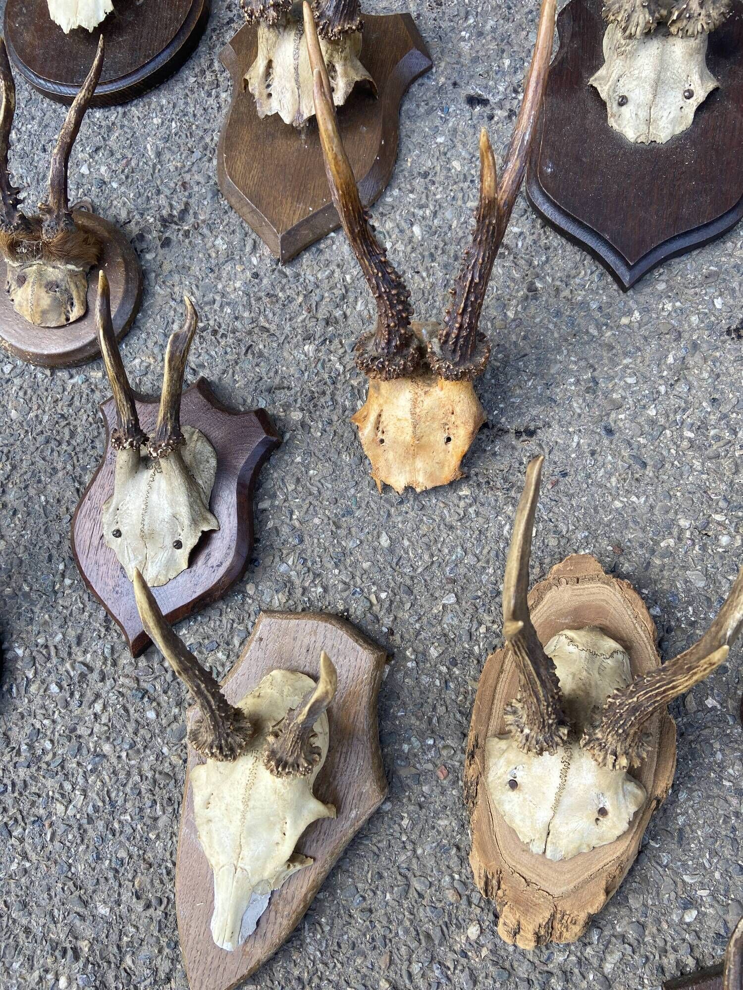 Set of 24 ancient hunting trophies cabinet of curiosities