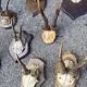 Set of 24 ancient hunting trophies cabinet of curiosities