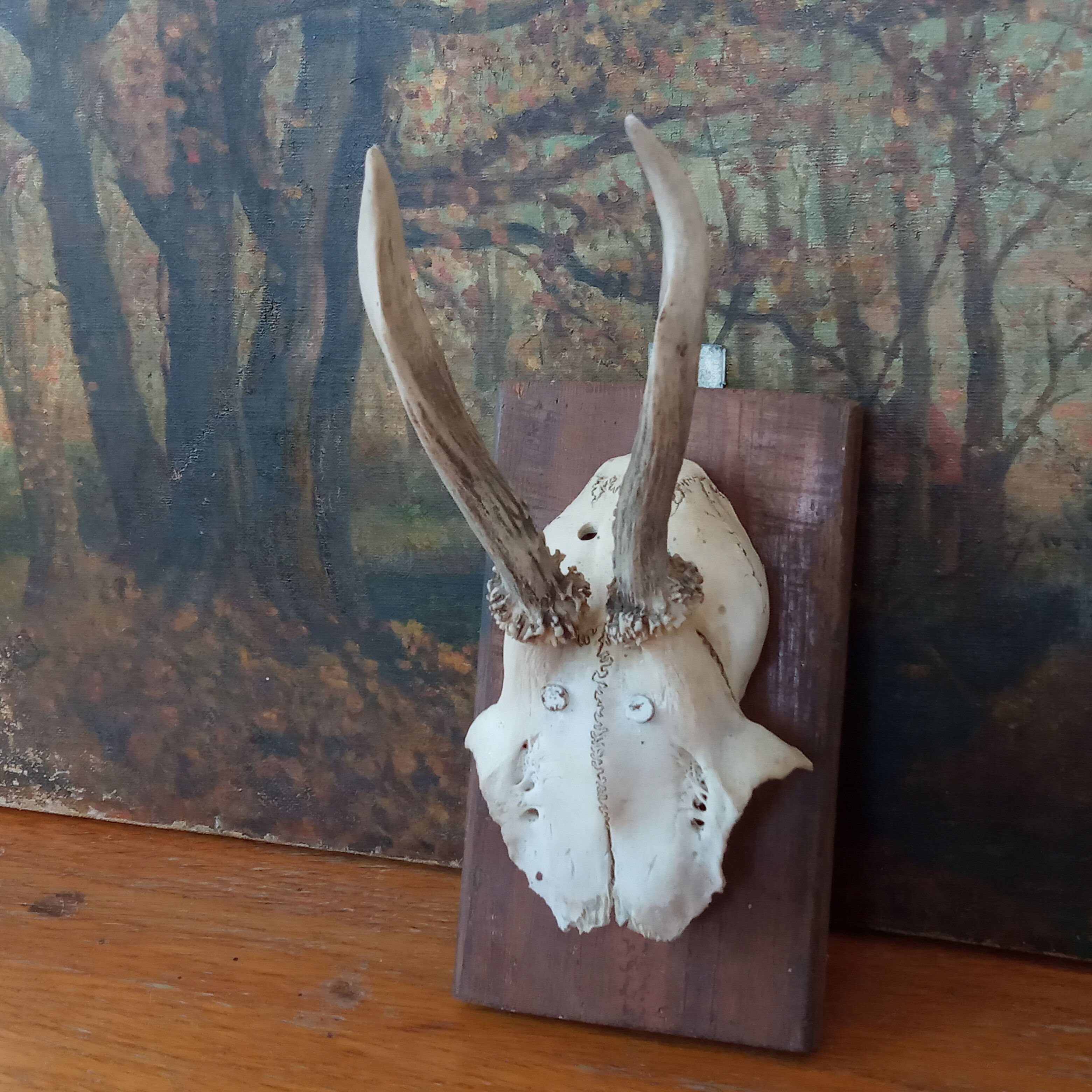 Pair of ancient hunting trophies, deer