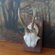 Pair of ancient hunting trophies, deer