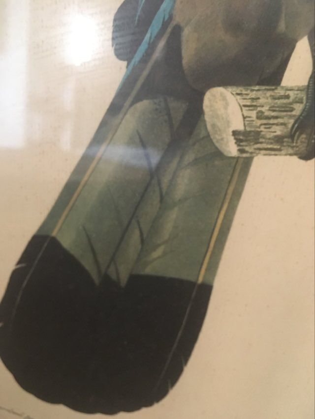 Ornithological board "The Giant Touraco" by Barrabant.