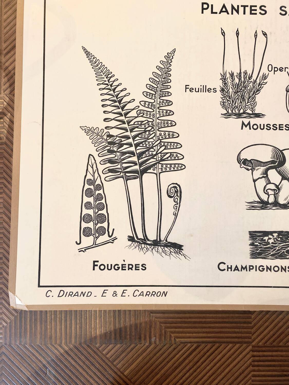 Old school poster vintage botanical poster