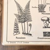 Affiche scolaire ancienne affiche botanique vintage