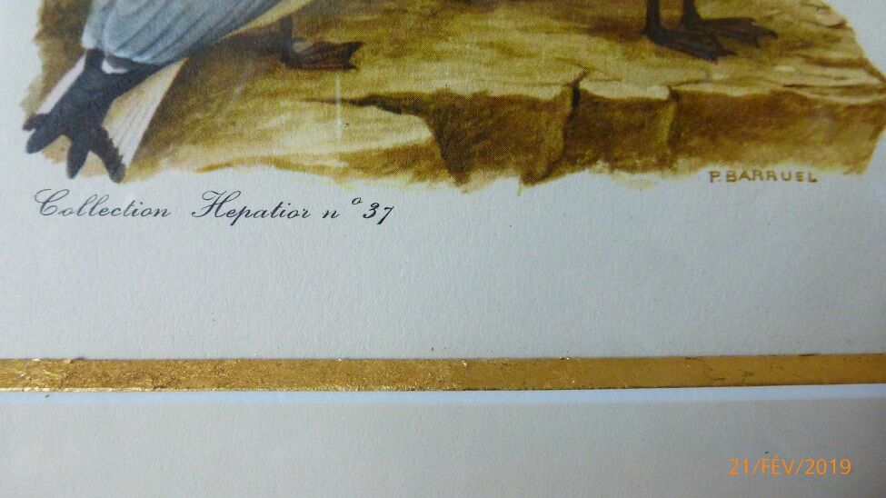 Birds - collection Hepatior N ° 37