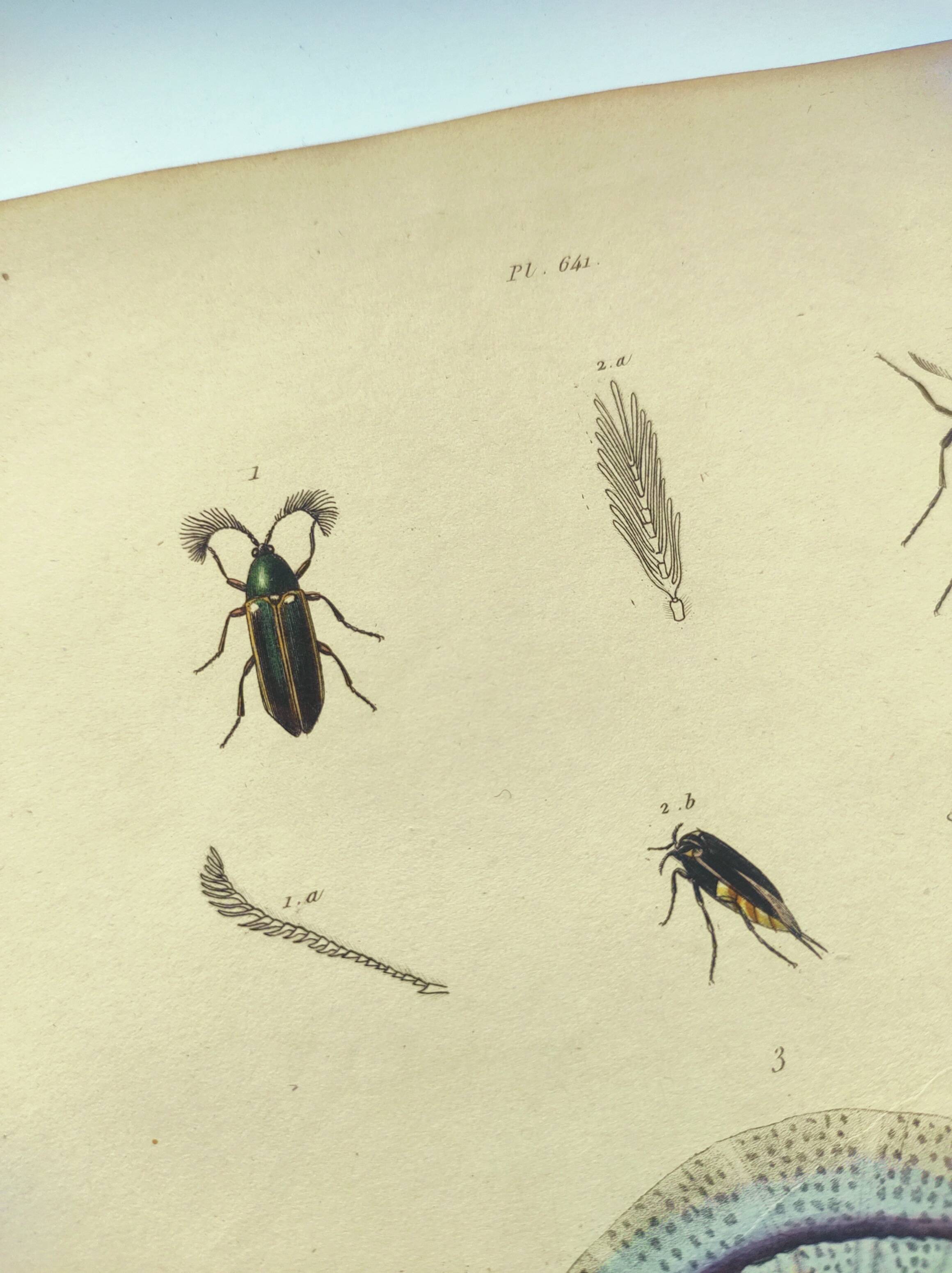Old engraving from 1838 - Rhizostome jellyfish - Zoological hand-colored plate by Dumenil