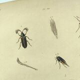 Gravure ancienne de 1838 -Méduse rhizostome- Planche coloriée à la main zoologique de Dumenil