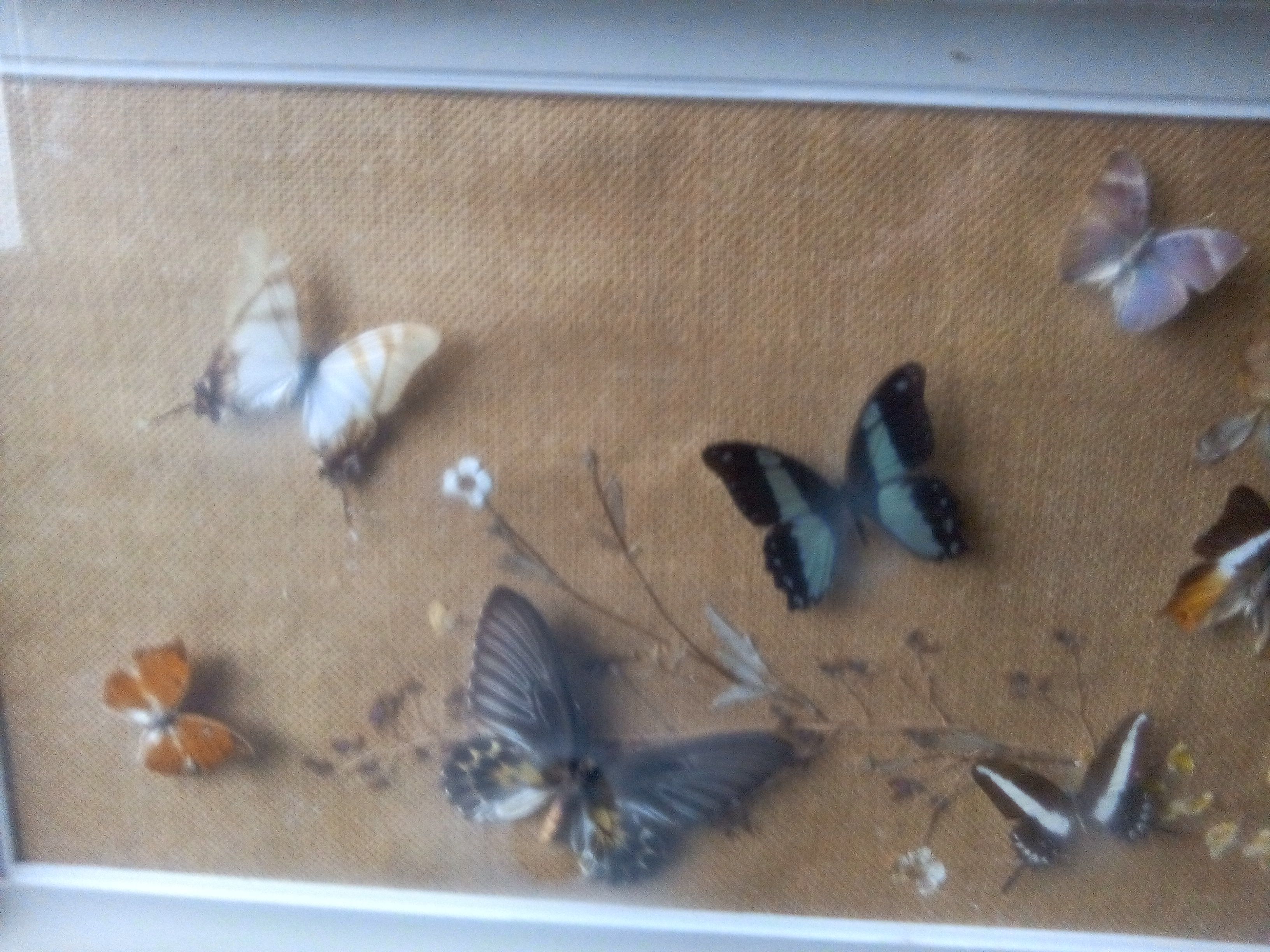 Showcase frame of Butterflies and beetles naturalized Entomology