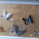 Showcase frame of Butterflies and beetles naturalized Entomology