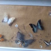 Cadre vitrine de Papillons et scarabées naturalisés Entomologie