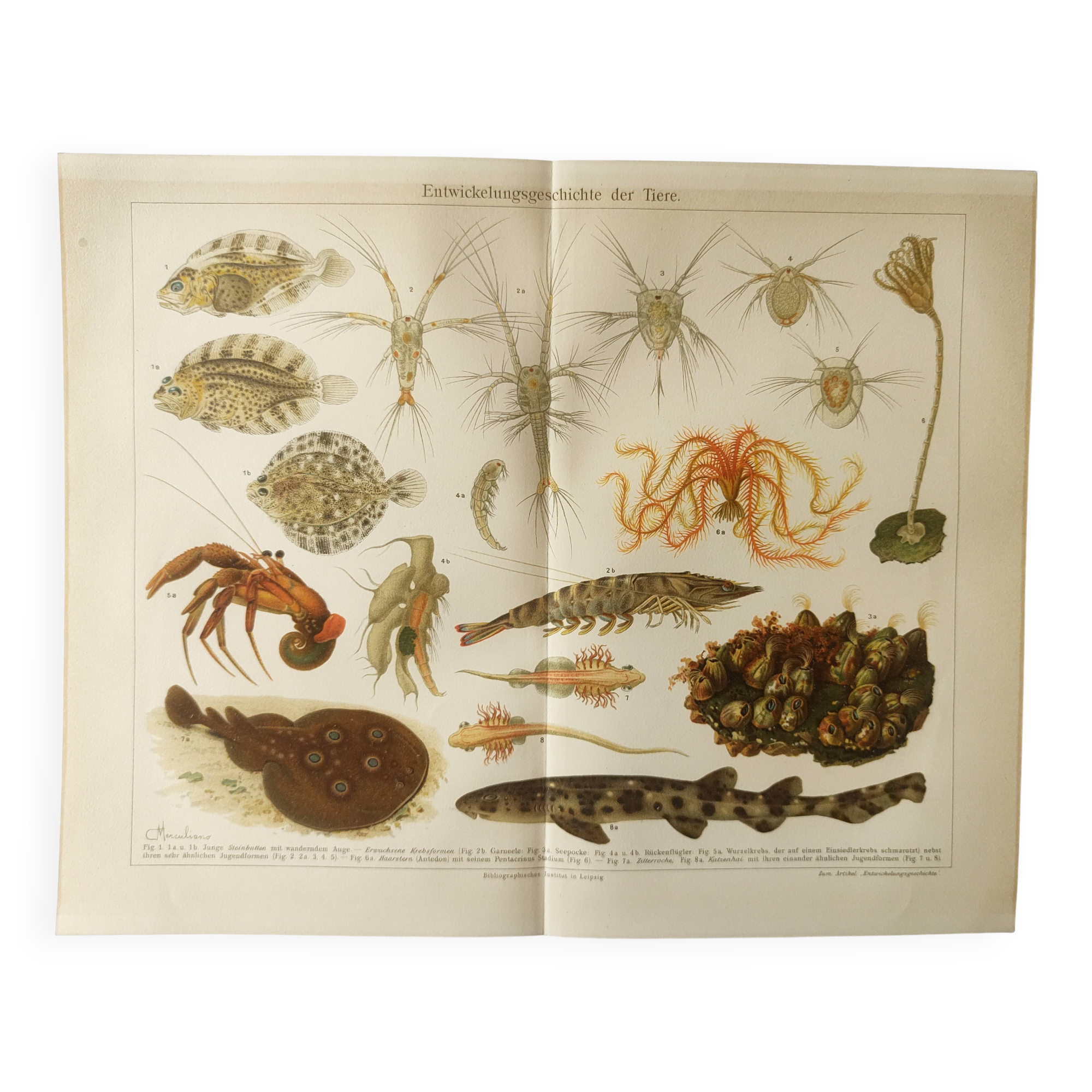 Antique lithograph 1909 - Animals and evolution - zoological plate